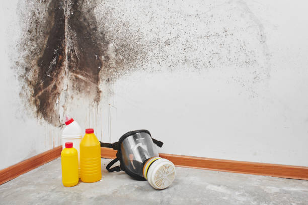 Best Localized Mold Remediation (e.g., coastal areas, humid climates) in Northwest Ithaca, NY