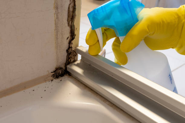 Best Attic Mold Remediation in Northwest Ithaca, NY