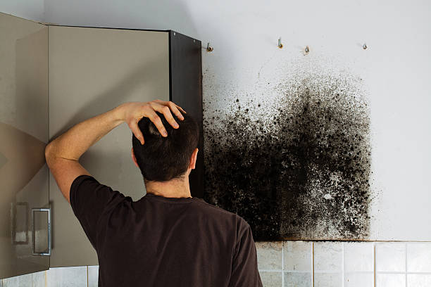 Best Residential Mold Remediation in Northwest Ithaca, NY
